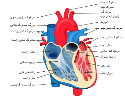 قلب, قلبی و عروقی, بیماری قلبی, بیماری قلبی و عروقی, کتاب بیماری قلبی و عروقی, پاورپوینت بیماری قلبی و عروقی, اورژانس قلب